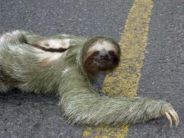 creepy sloth